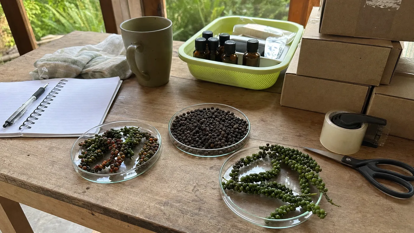 Does Black Pepper Oil Have Antimicrobial Properties? What Lab Studies Actually Show
